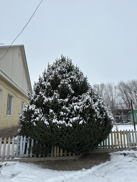Ёлка 3,5 метровый большой