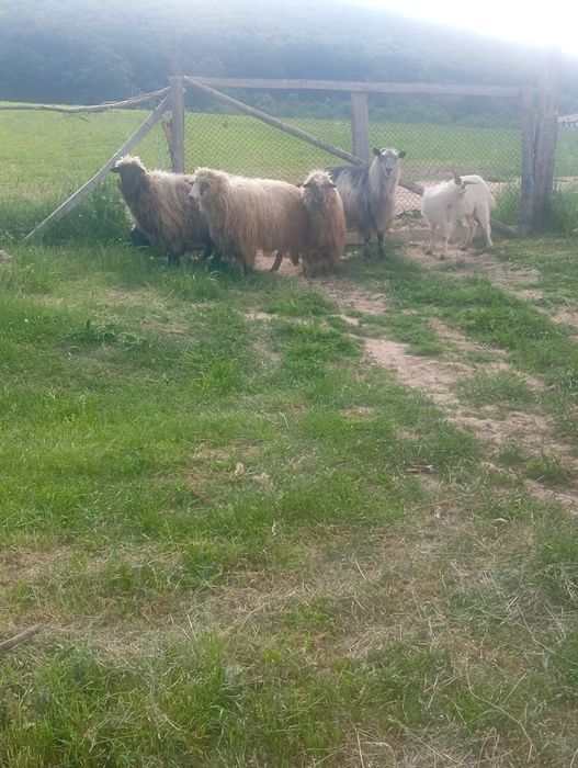 De vânzare trei oi și un miel un țap