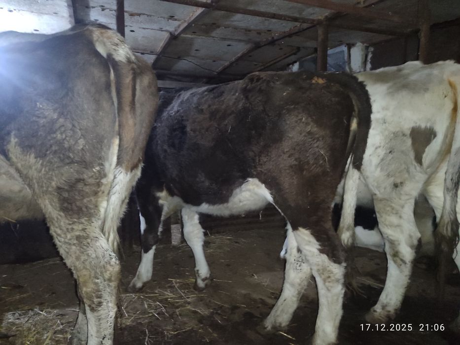 Кашарлар  сатылады!Продаются  телки!