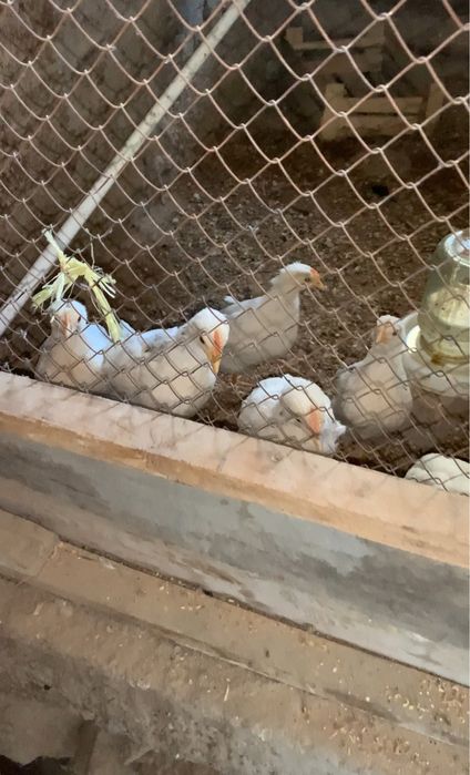 tovq va horoz sotilad