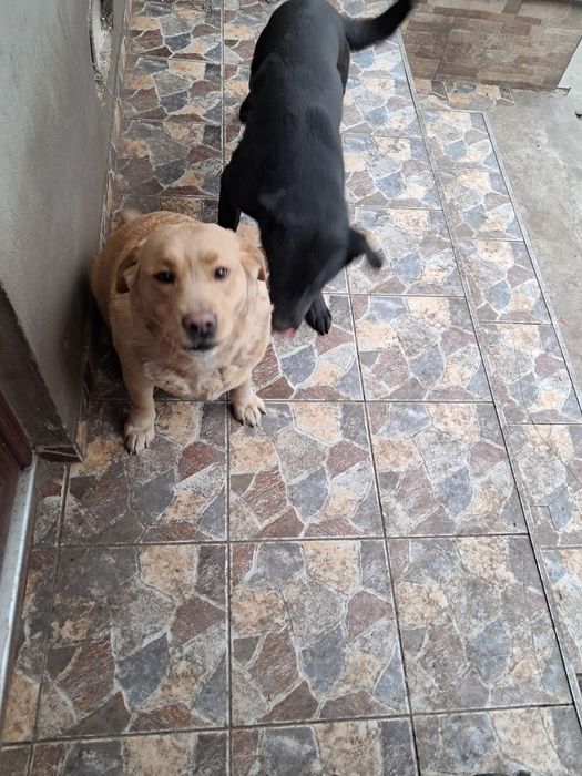 Donez Labrador Retriver Femela