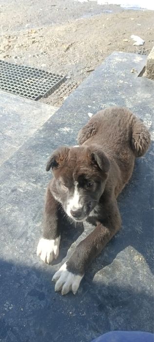 тобет, казахский боевой тобет