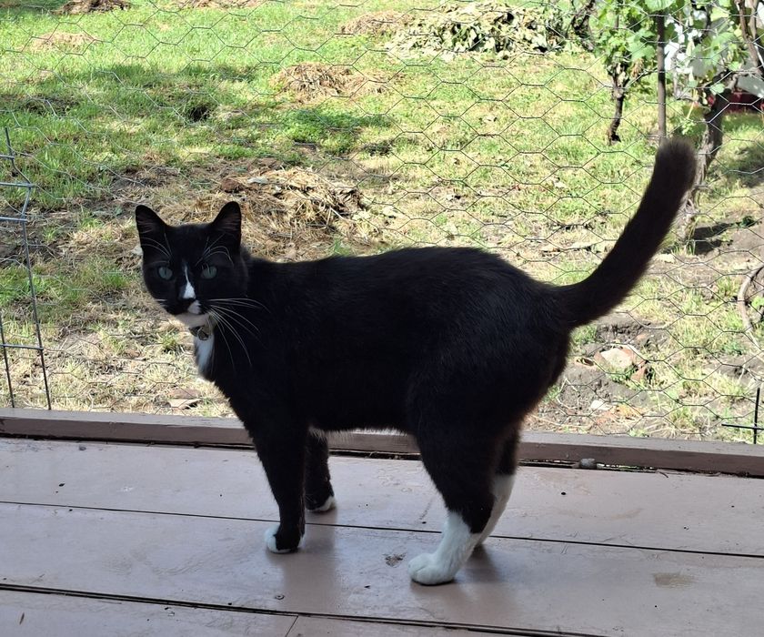 Motan pentru adoptie