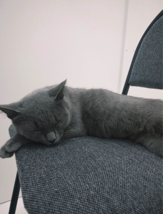 Отдам бесплатно кошечку