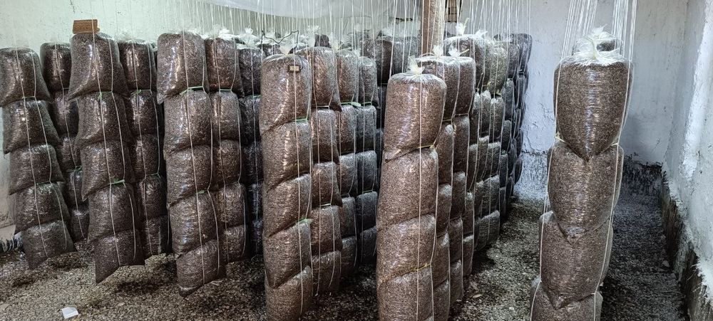 Семена КА 17 грибов Вешинка темный Месистый