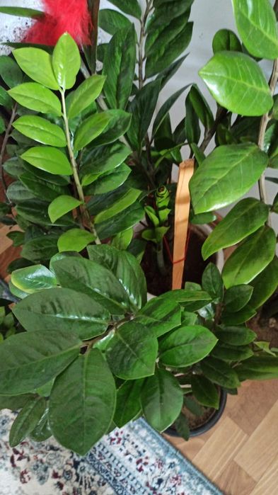 Продаю долларовые