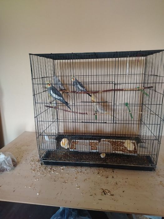 Korella (Cockatiel) to'tiqushlari qafasi bilan