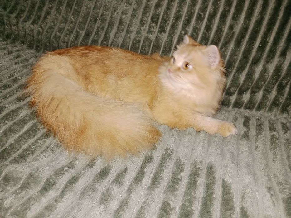Роскошный золотой шиншила кот 7 мес