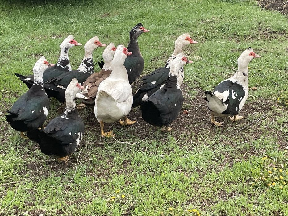 Продам домашних уток