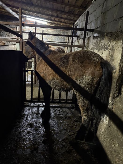 Лошади на развод