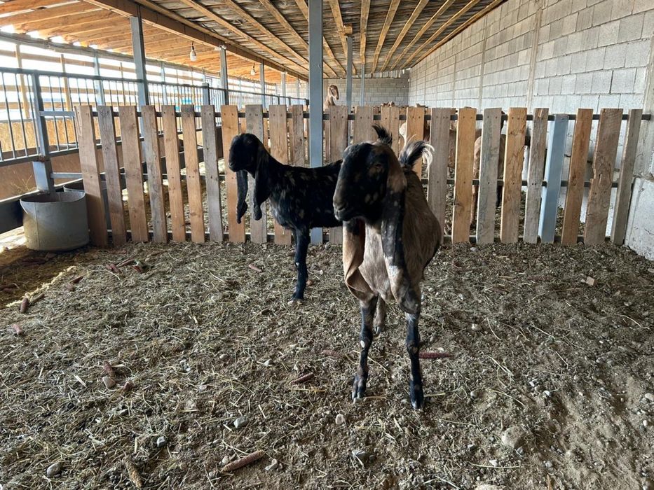 Продаются козы Камори