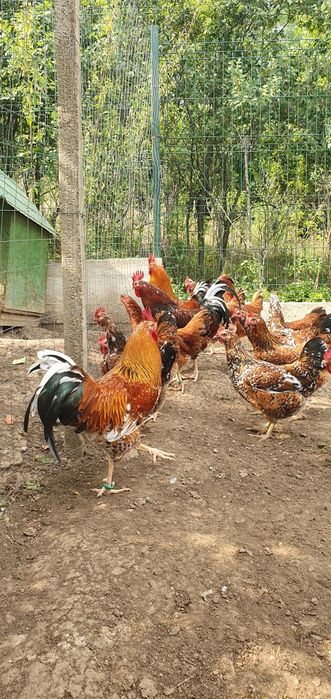 Ouă pentru incubat Pita Pinte Porțelan