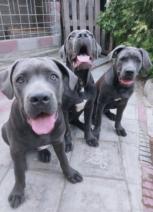 Продаются щенки породы "Кане Корсо".