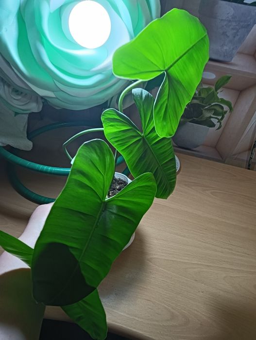 Продам комнатные цветы