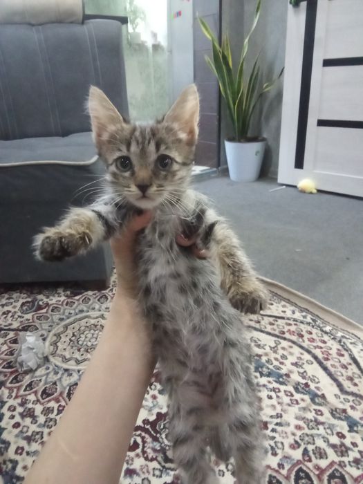 Котята породистые