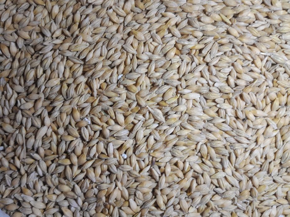 Orzoaica de primavară