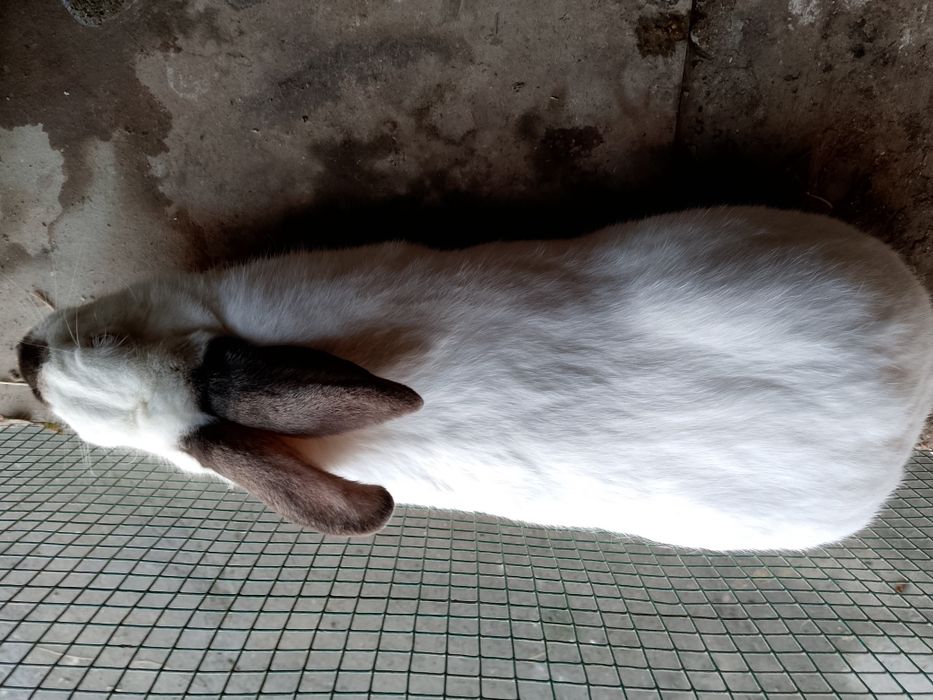 Kaliforniskiy krolik