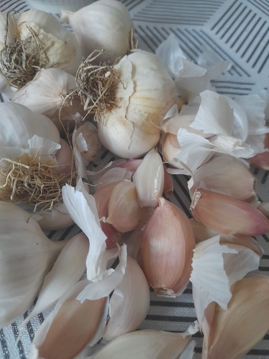 Usturoi românesc de Copalau soiuri de toamna și primăvară