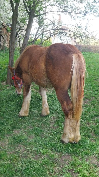 Vând sau schimb manz ardenez