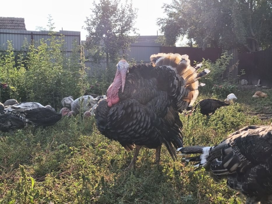 Curcani si curci romanesti