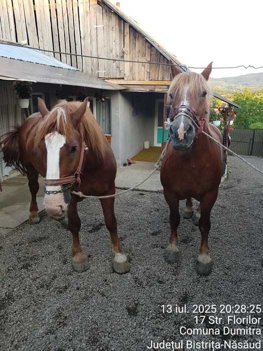 Vând pereche de caii