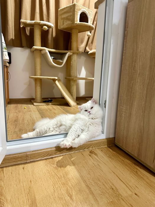 Бял персийски котарак за разплод