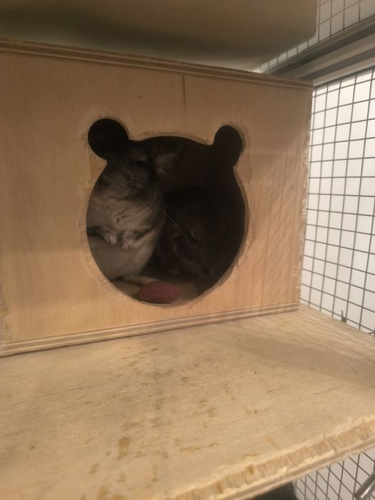 Продам  семью шиншил