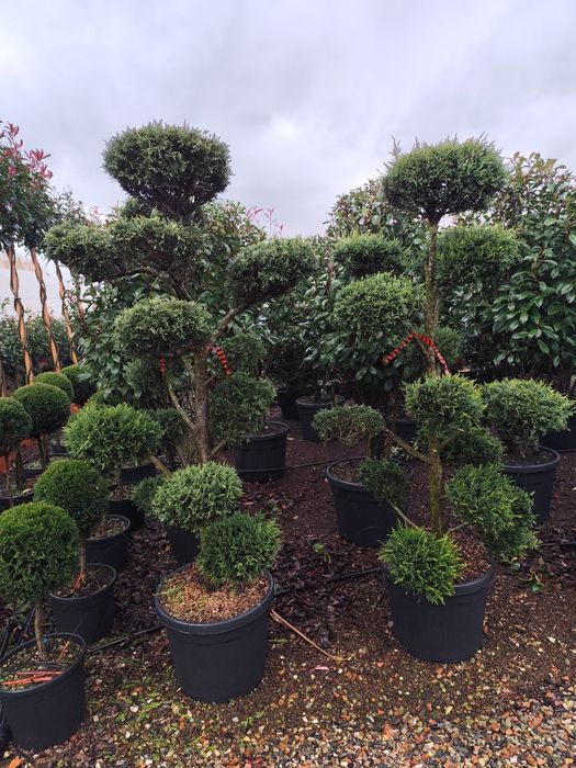 Pepiniera proprie plante ornamentale