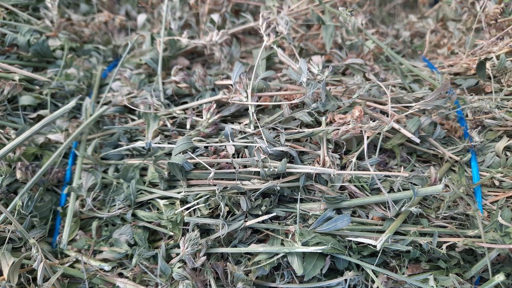 ‼️ Vând 400 de baloți de lucernă producție 2025, 40 lei balotul‼️