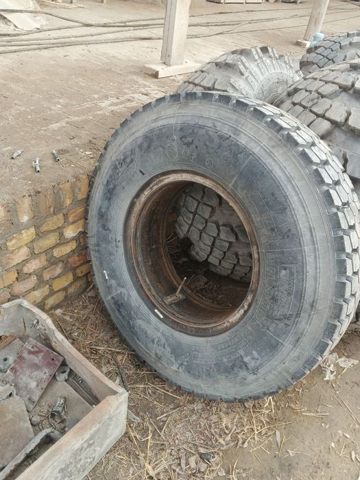 Natasha Shinalar sotiladi