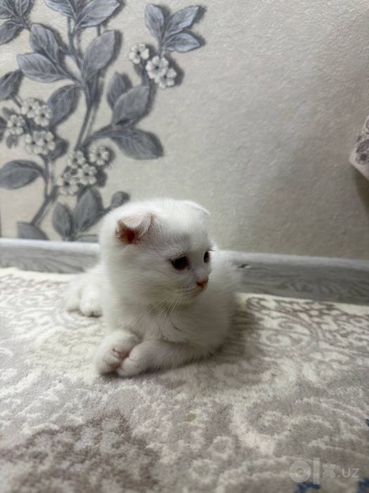 Скоттиш Фолд, 2 мальчики