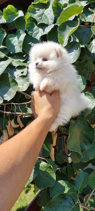 Померан померанче