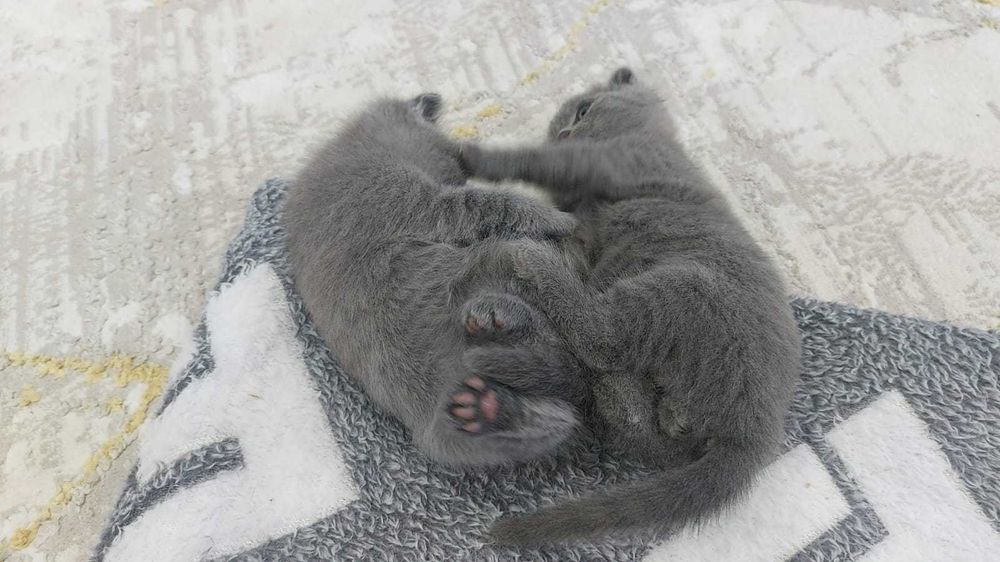 Вислоухие британские котята