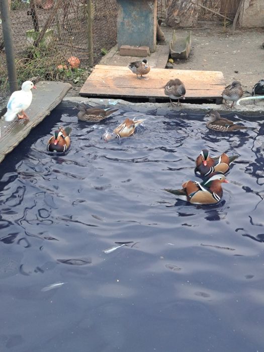 Vând rate mandarine