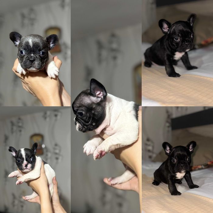 Френски булдочета