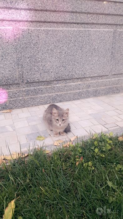 2 котёнка отдам даром.