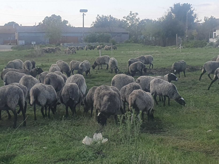 150бр.Romanovski ovce Романовски овце