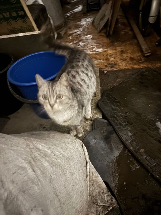 Отдам кошечку бесплатно