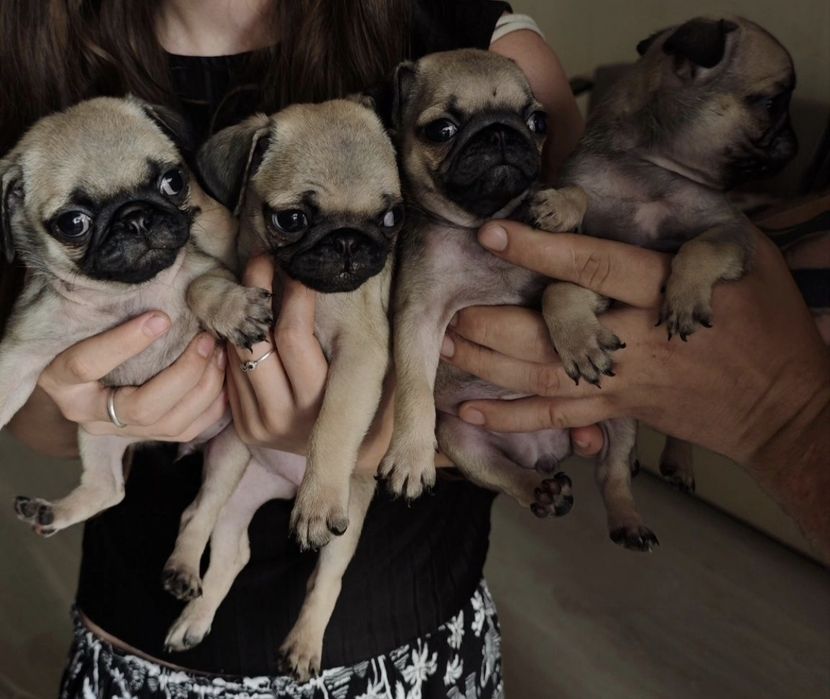 Продаются щенки породы мопс