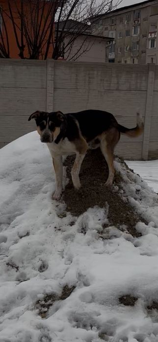 Catelusul nostru isi cauta un adapost !!!