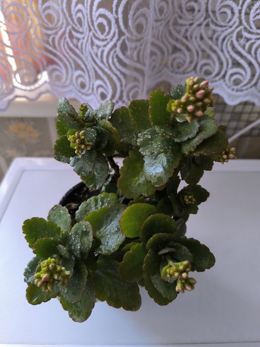 продам калахоэ розовый,весь в бутонах цветов,саженцы укорененные калан