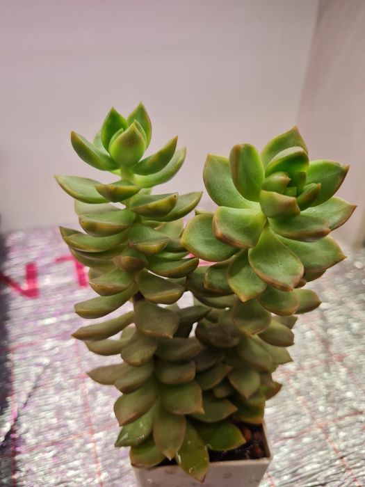 Суккуленты,домашние цветы