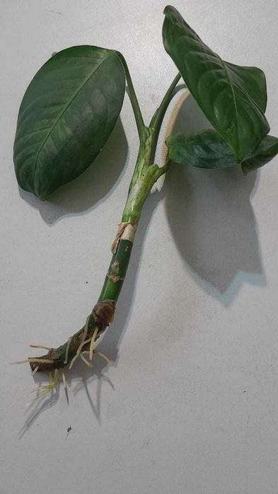 Дифффенбахия, обмен.