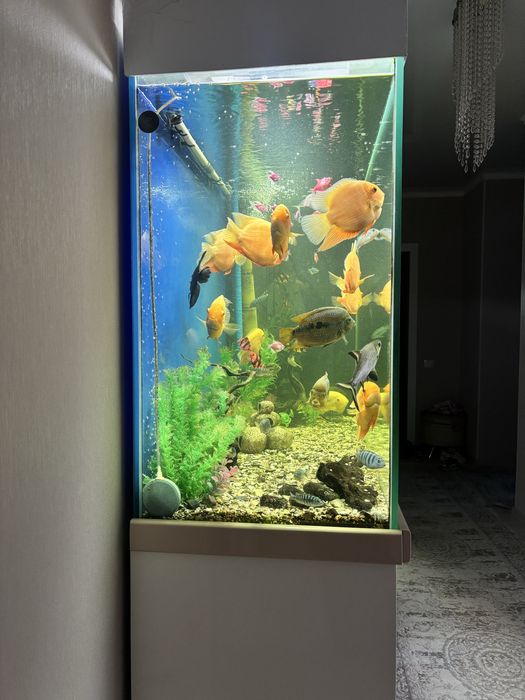 Большой аквариум+рыбы