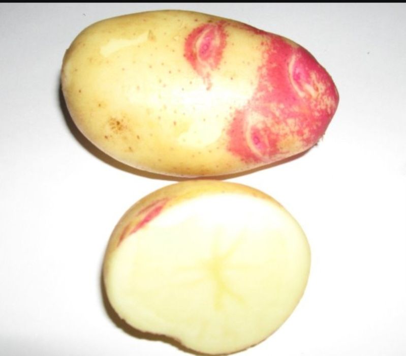 Дачный картофель