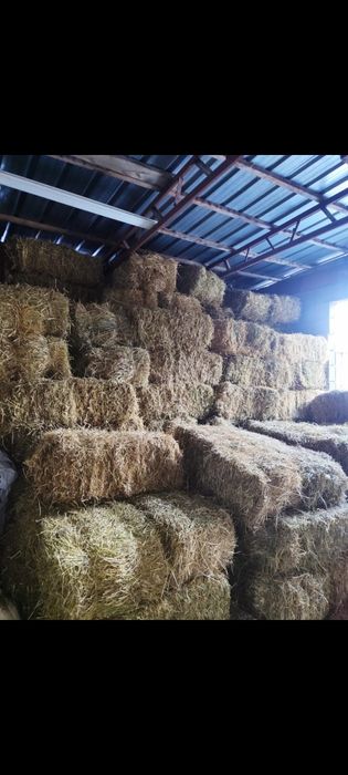 Сено в тюках Люцерна