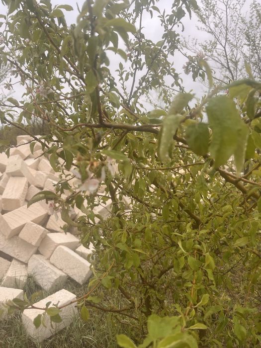 Продам дачу  10 соток