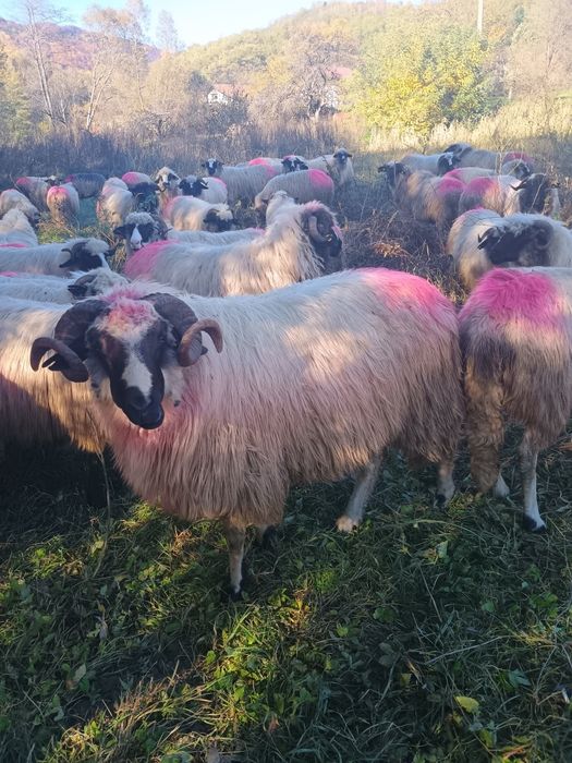 Mior breaz de vânzare