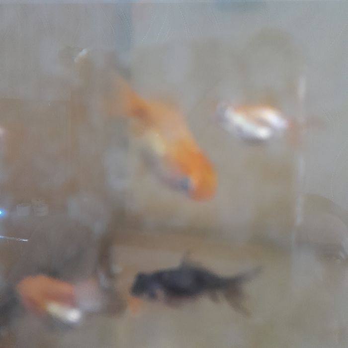 Аквариумная рыбка золотая