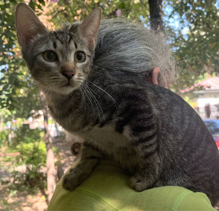 Metisi British Shorthair tabby pui, gratuit